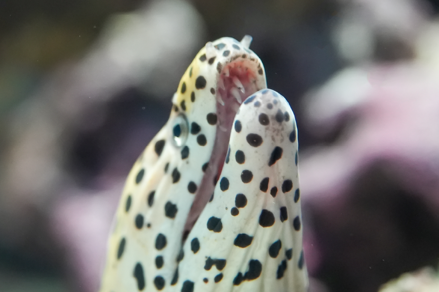 ニセゴイシウツボの口