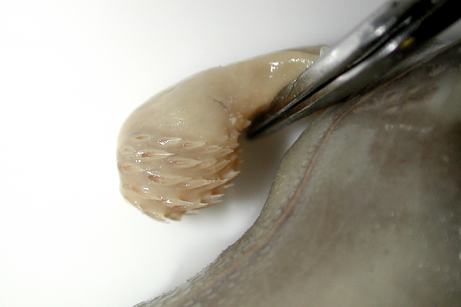 スポッテッドラットフィッシュのオスのフック