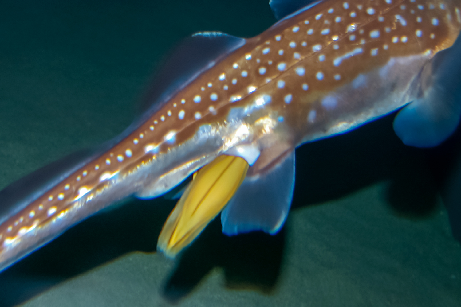 スポッテッドラットフィッシュの卵