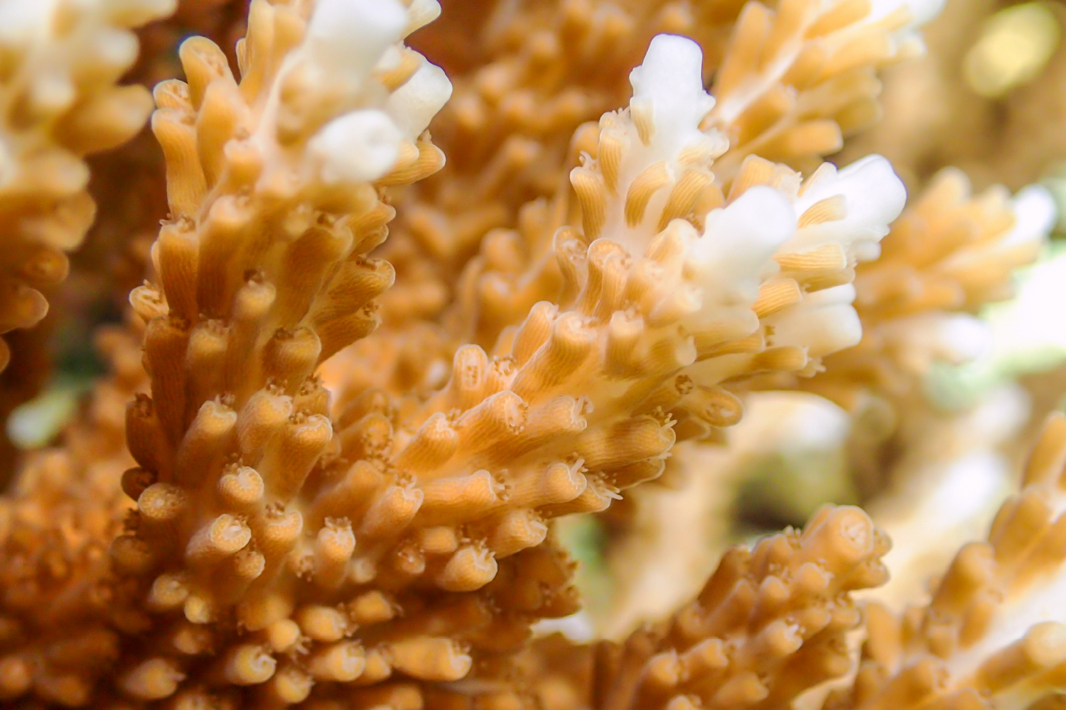 スギノキミドリイシ