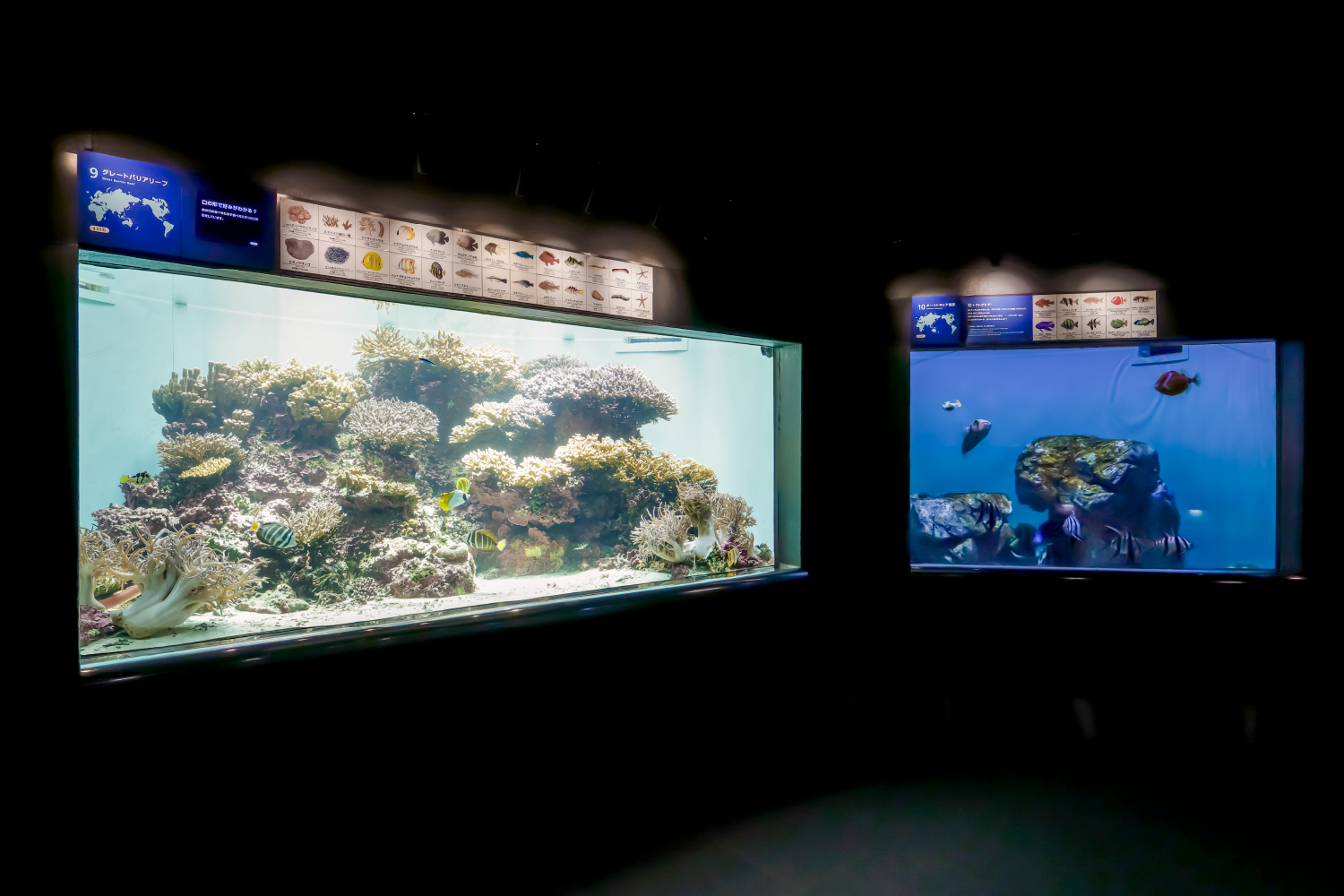 スギノキミドリイシの水槽