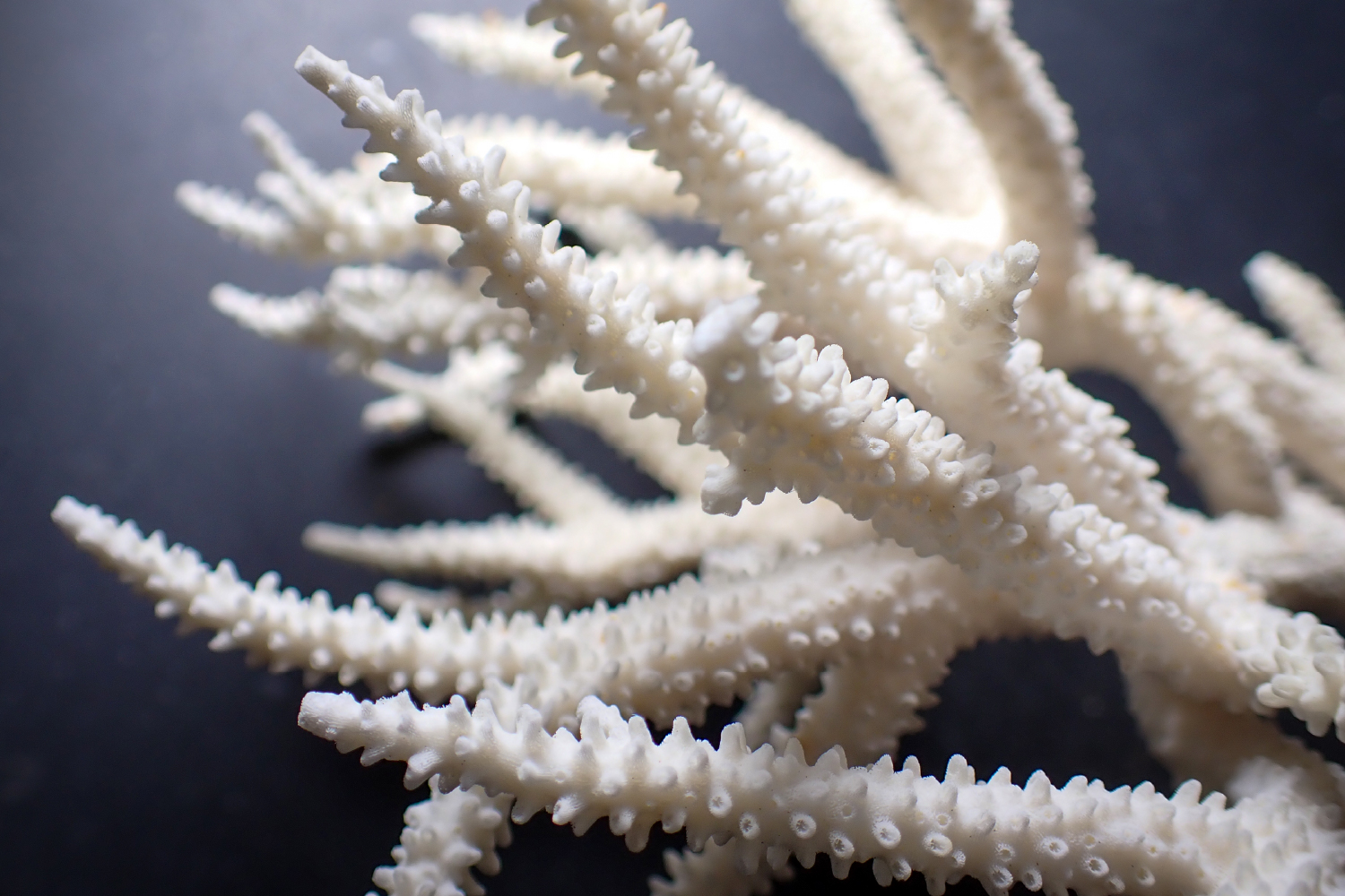 白化したスギノキミドリイシ