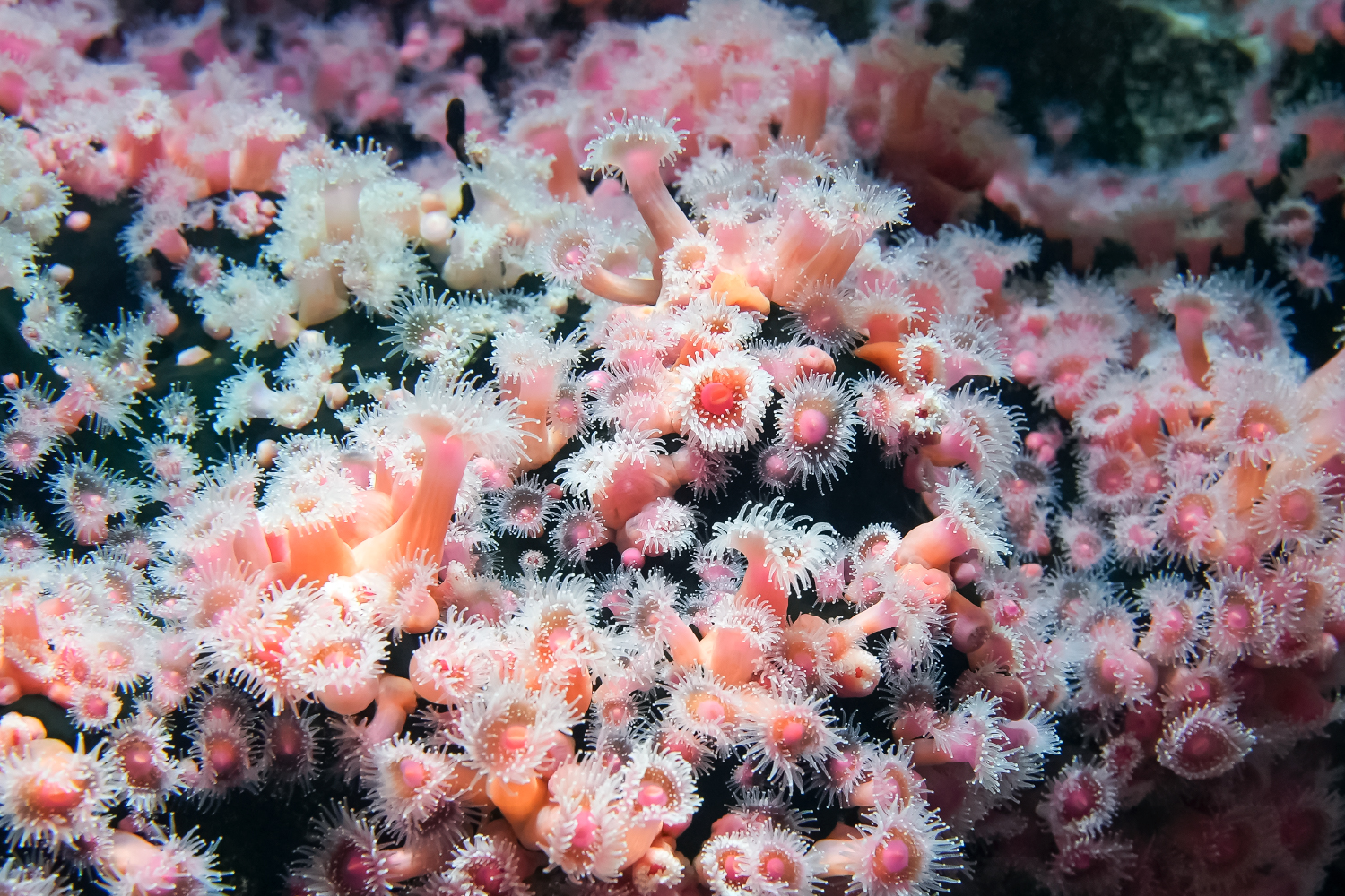 ストロベリーアネモネ