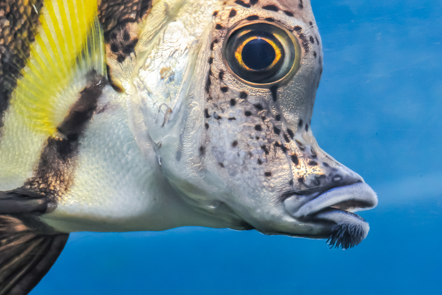 テングダイのあごの下のひげ