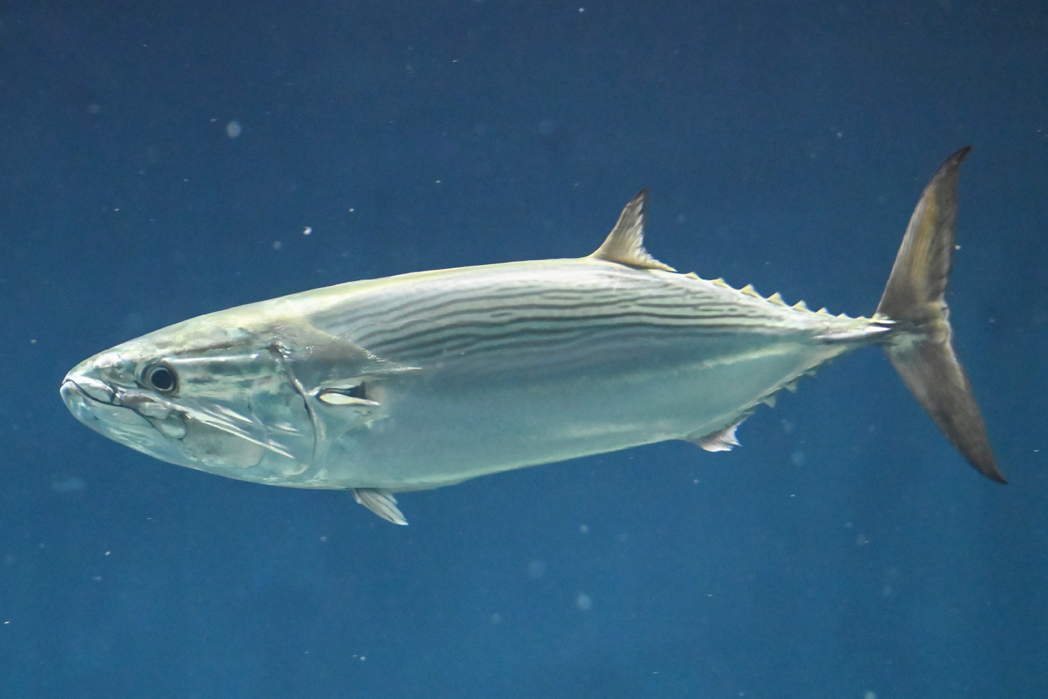 ハガツオの体の特徴