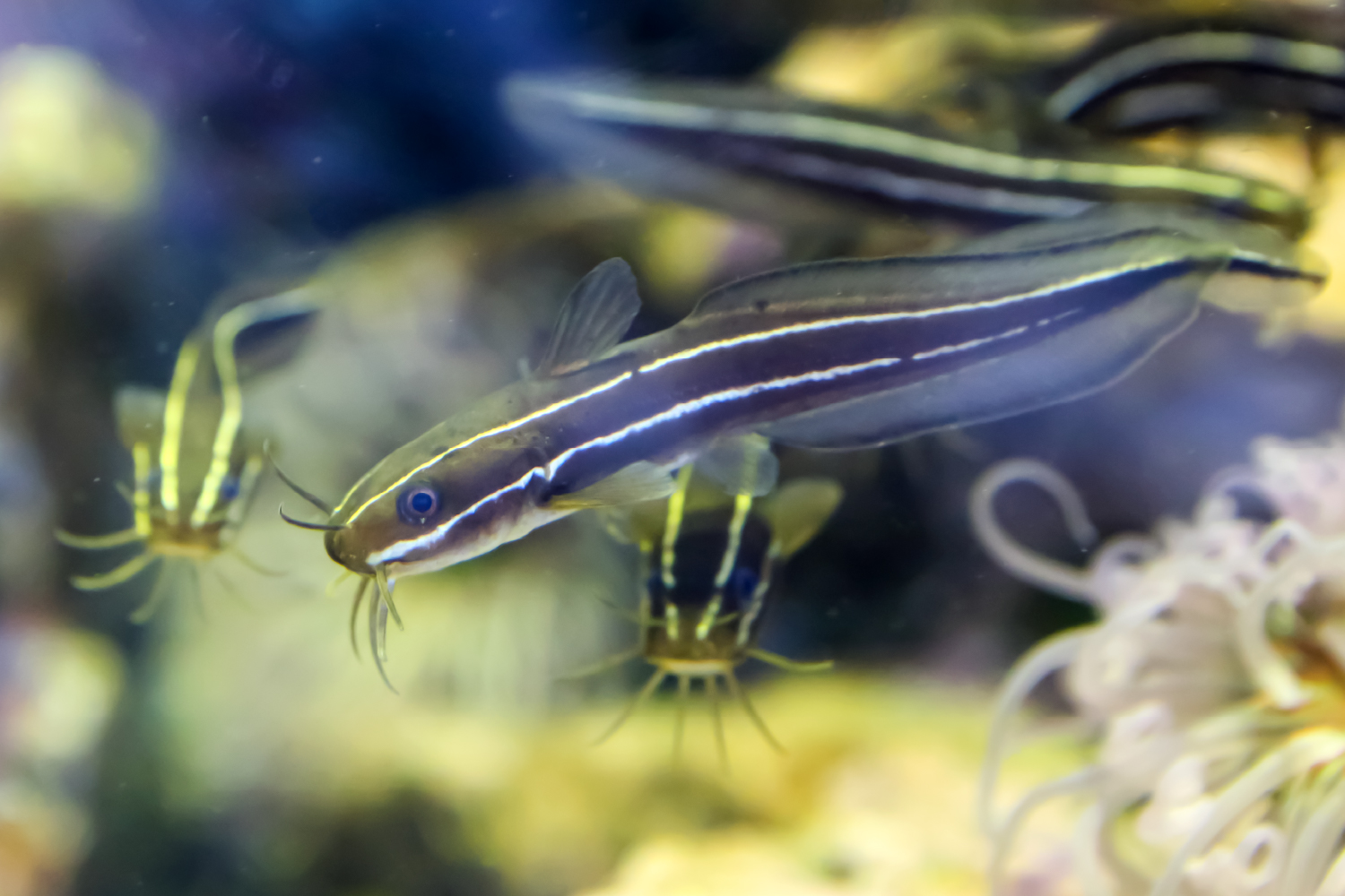 ゴンズイのとげ