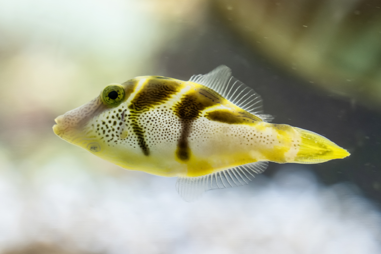 シマキンチャクフグのふりをするノコギリハギ