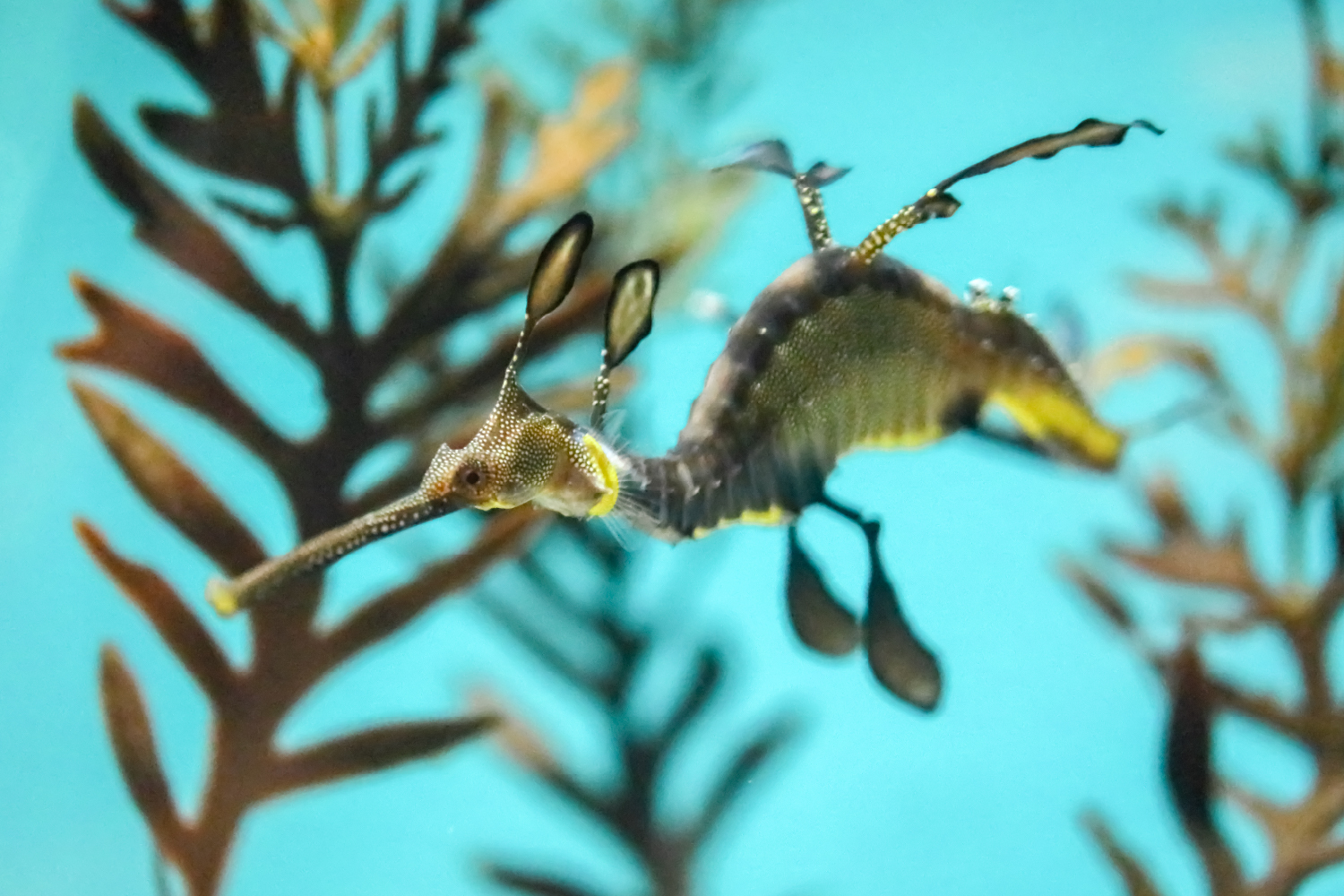 ウィーディシードラゴン