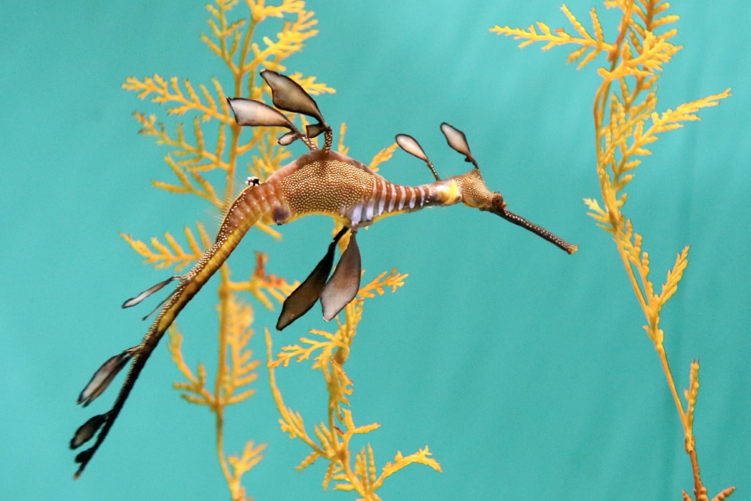 ウィーディシードラゴン