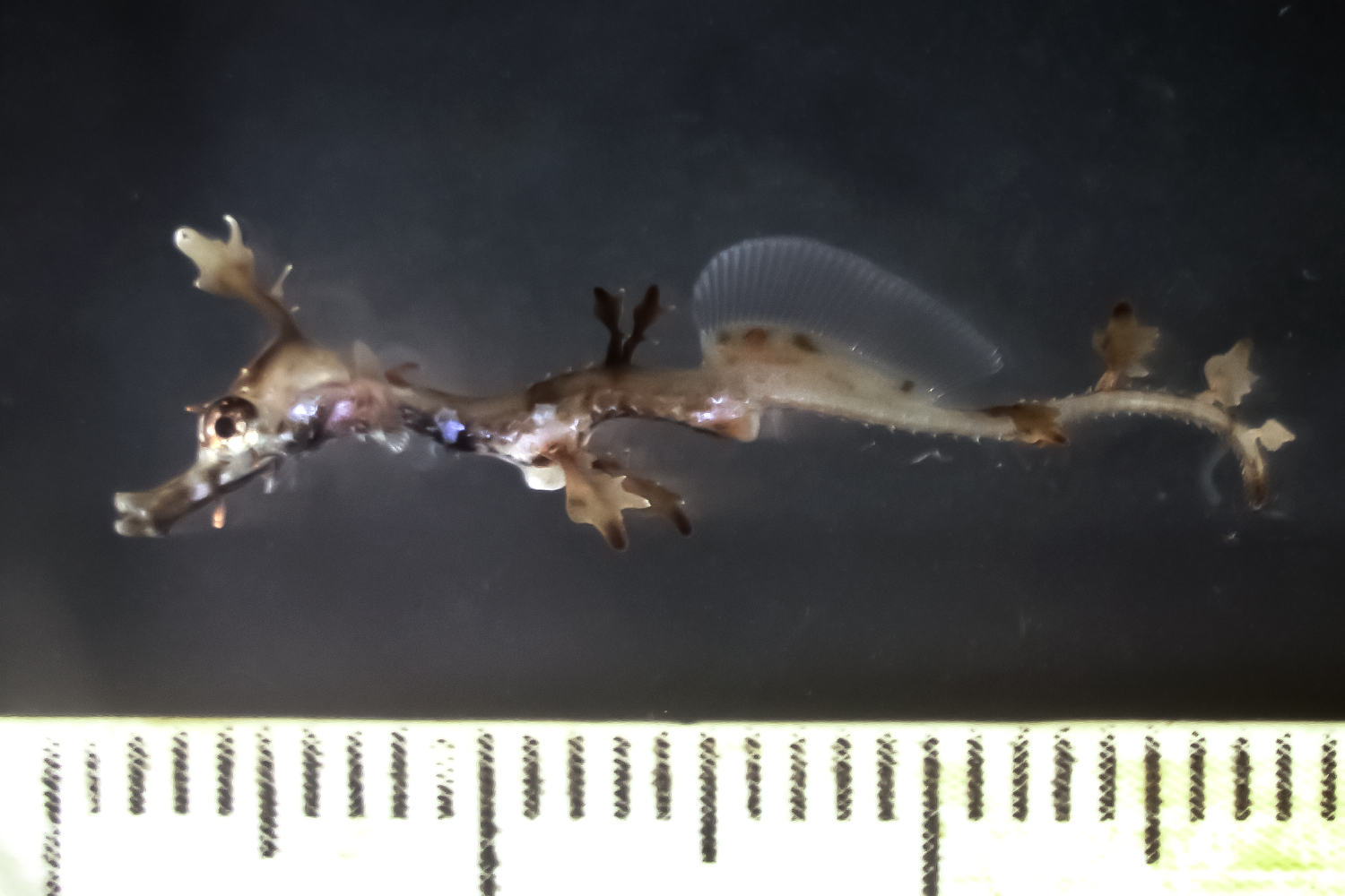 ウィーディシードラゴンの子ども