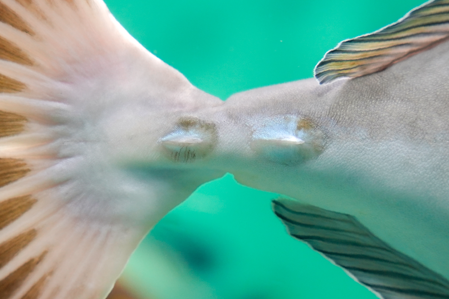 ヒメテングハギのとげ