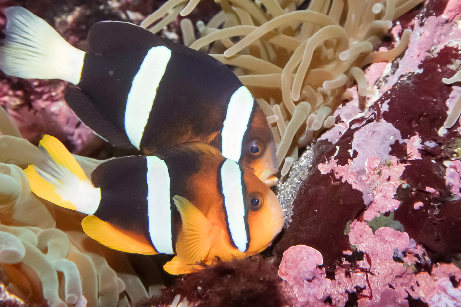 クマノミのオスとメス