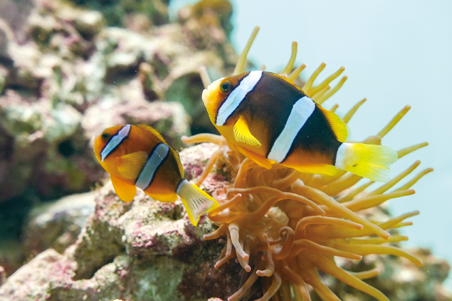 クマノミとイソギンチャク