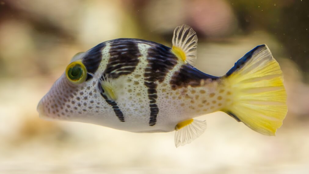 シマキンチャクフグ1