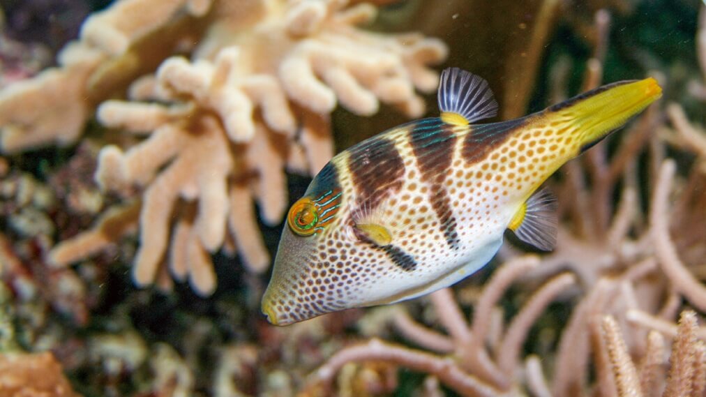 シマキンチャクフグ2