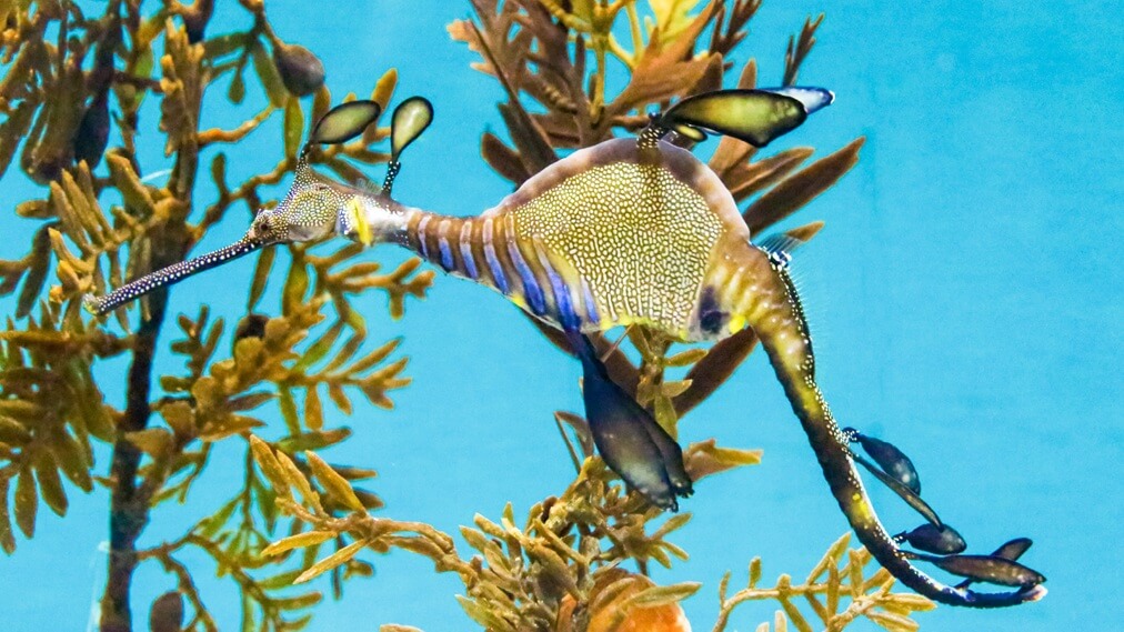 ウィーディシードラゴン