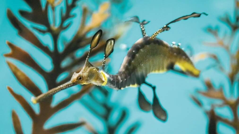 ウィーディシードラゴン2