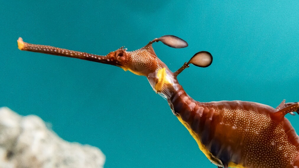 ウィーディシードラゴン3