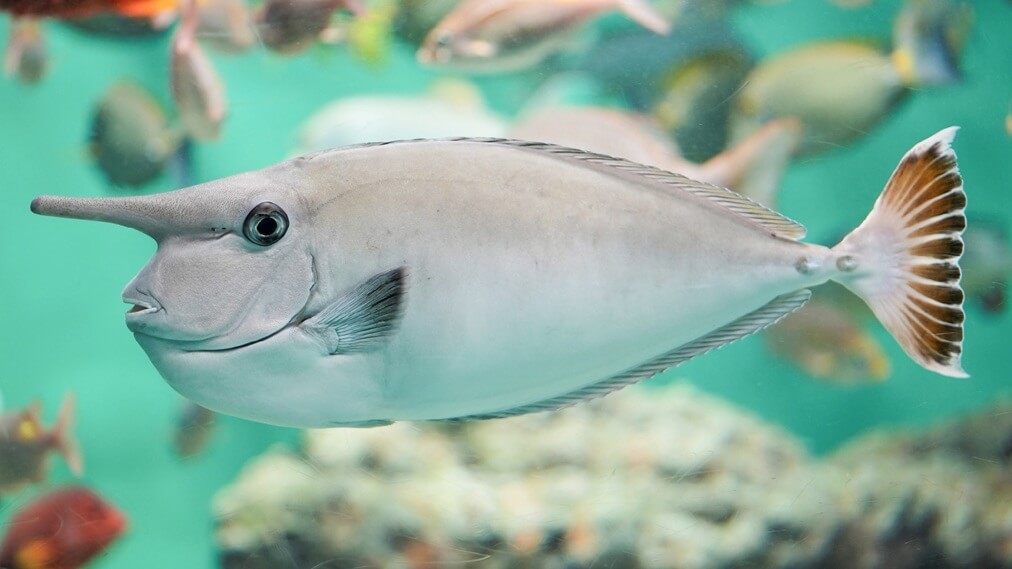 ヒメテングハギ