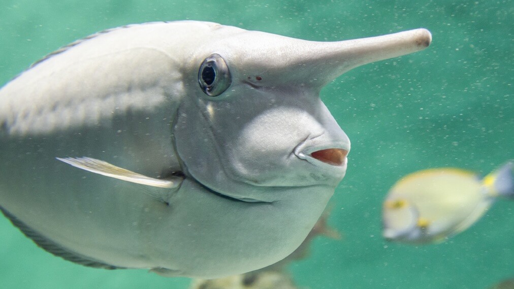 ヒメテングハギ