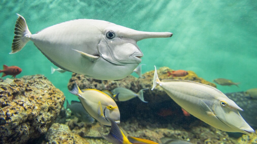 ヒメテングハギ