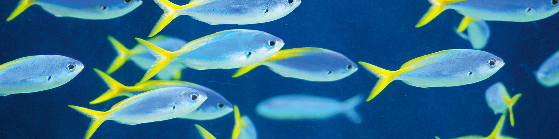 ウメイロモドキ