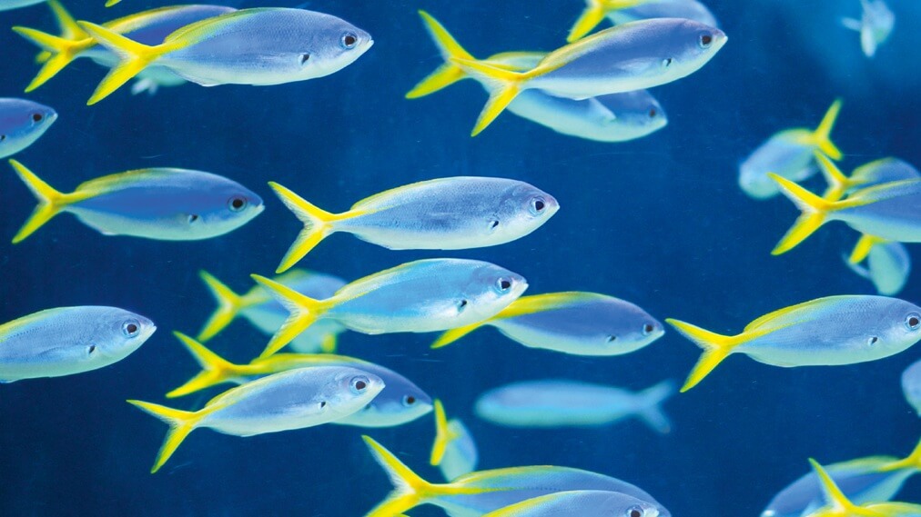 ウメイロモドキ