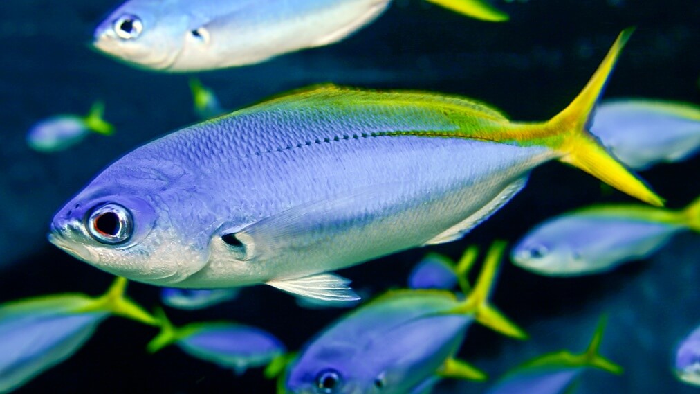 ウメイロモドキ1