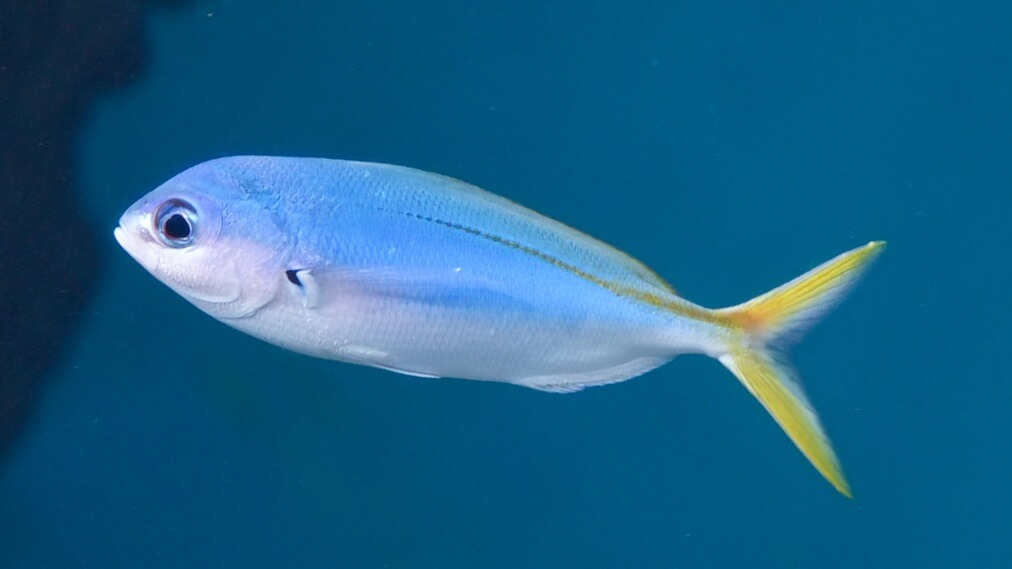 ウメイロモドキ