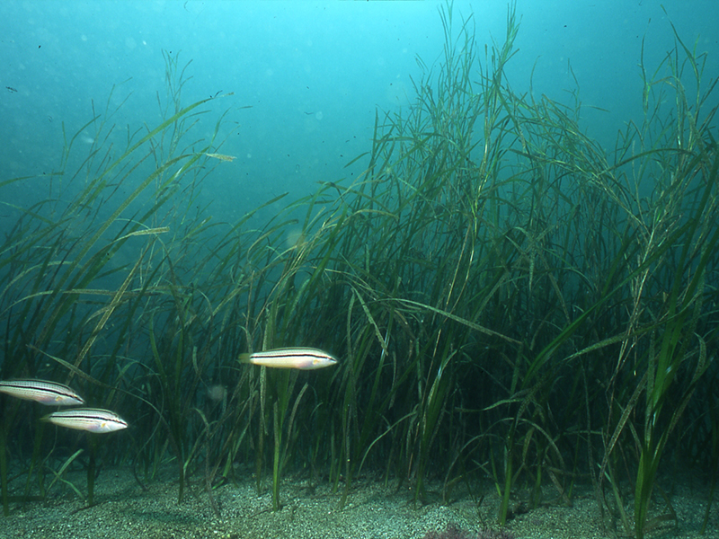 アマモ場の風景（水中のようす）