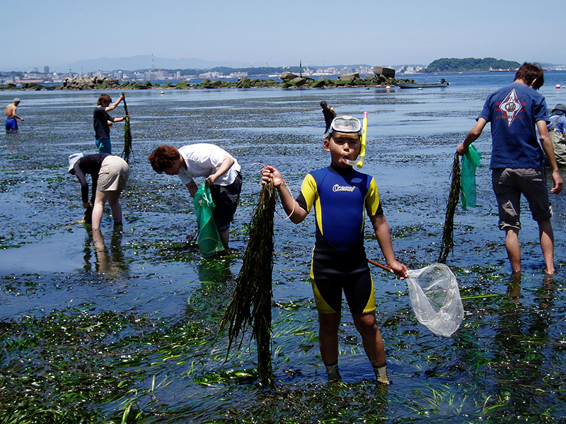 アマモ場の風景（アマモの花枝取り）