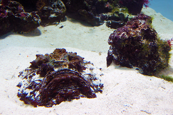 オニダルマオコゼ