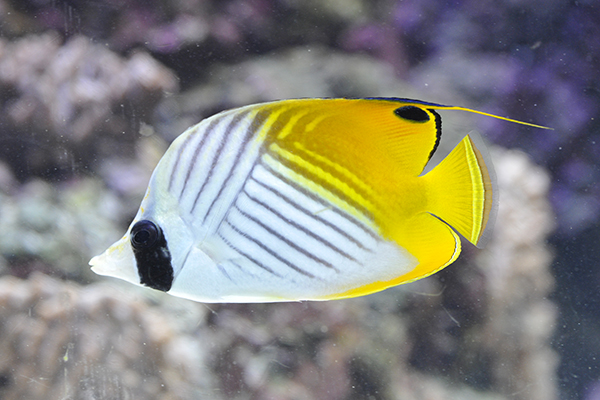トゲチョウチョウウオ