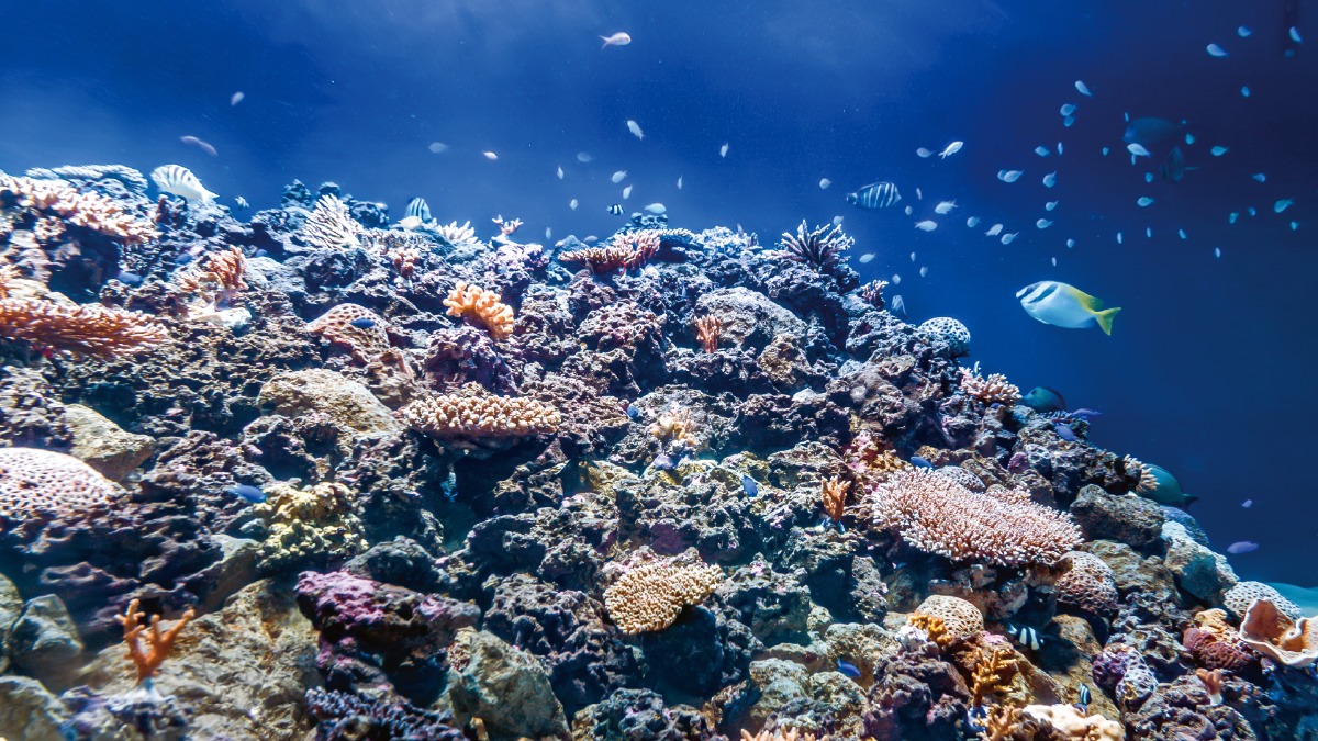 サンゴ礁の海