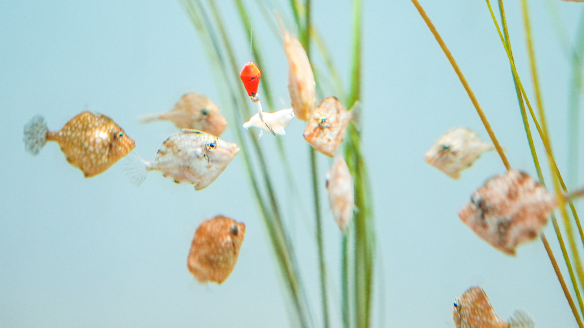 イキモノマヂカ