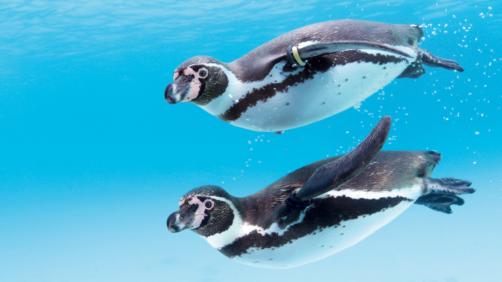 ペンギンの生態