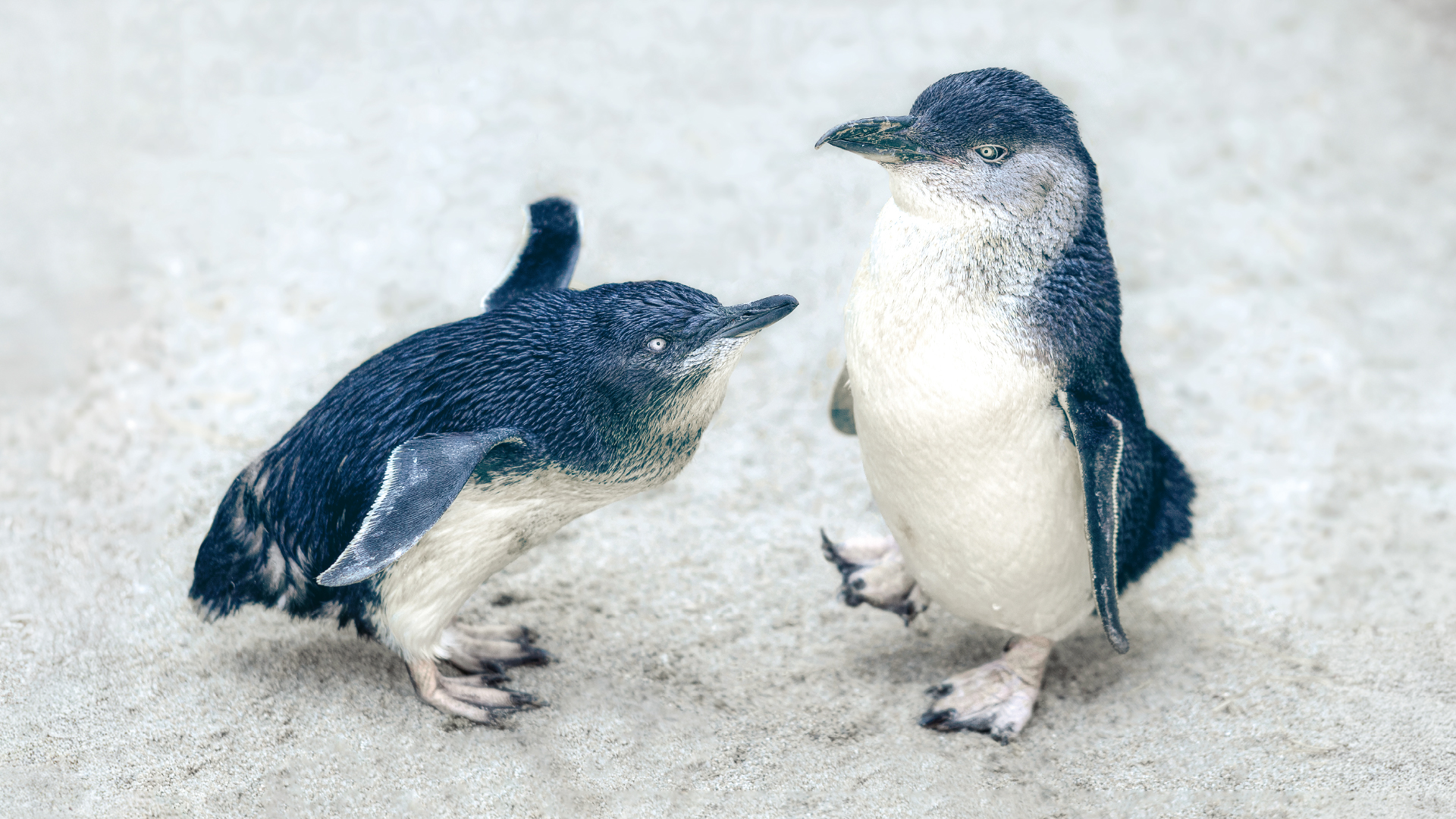ペンギンの生態