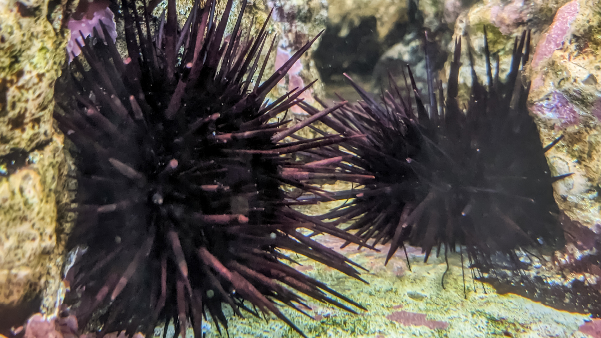 東京ズーネット