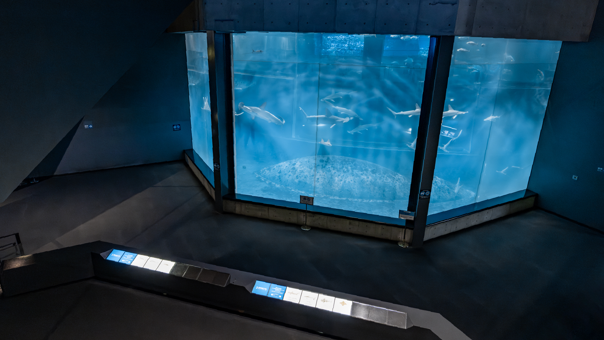 大洋の航海者 マグロ