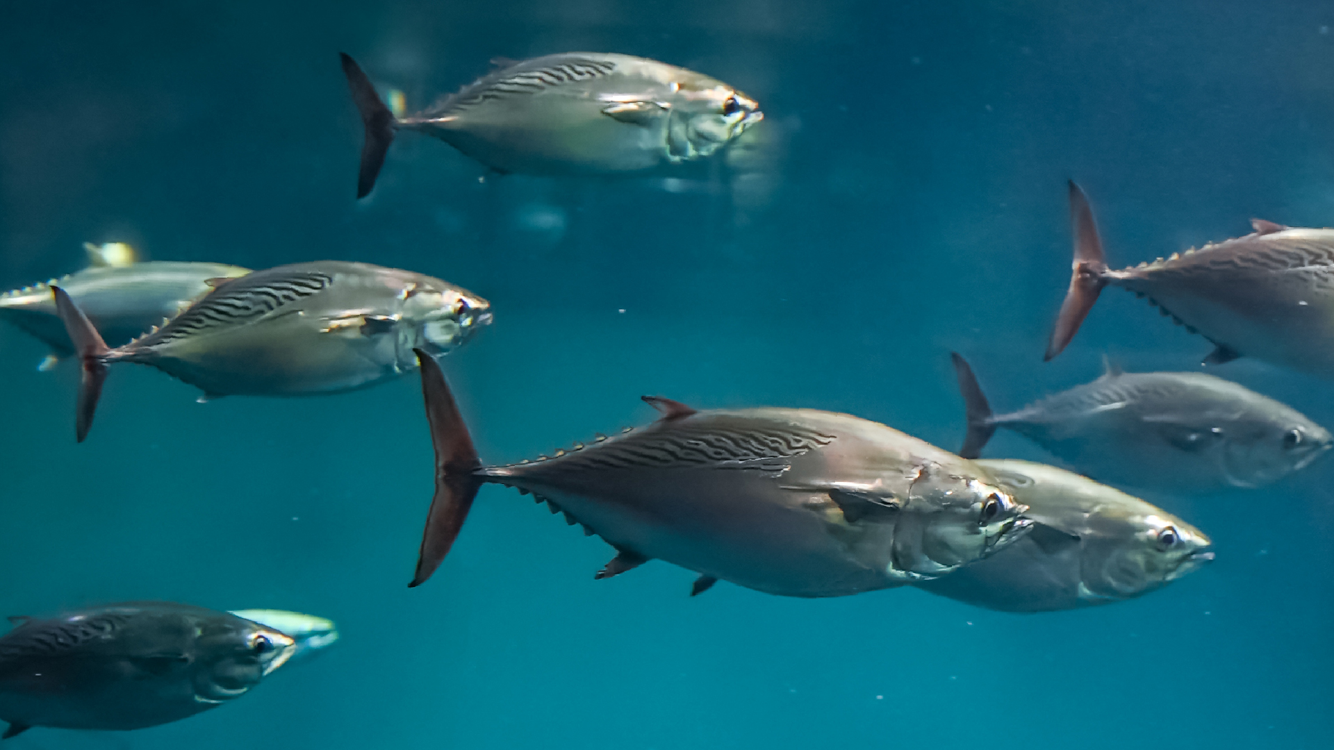 大洋の航海者 マグロ