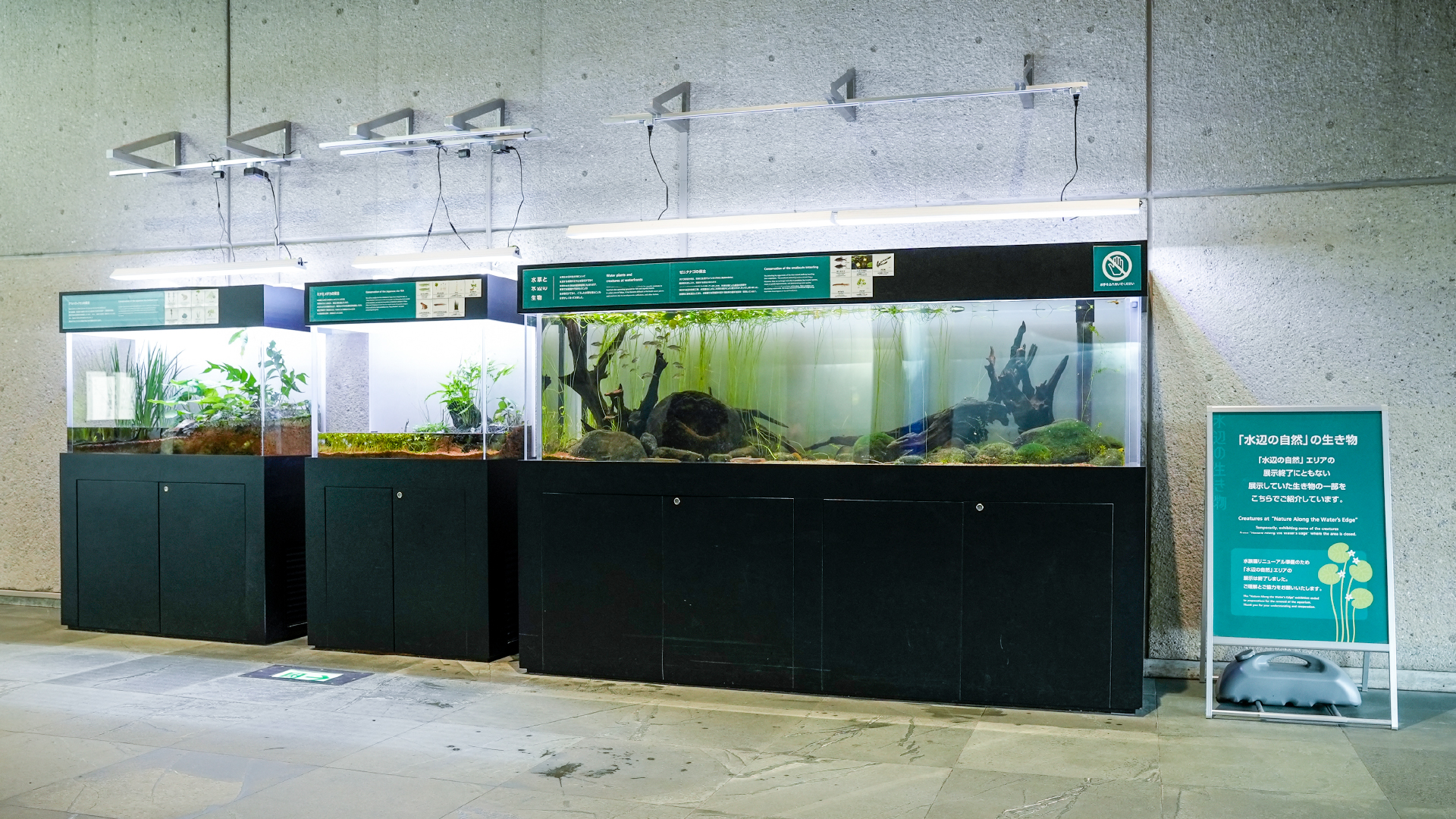 水辺の自然の生き物