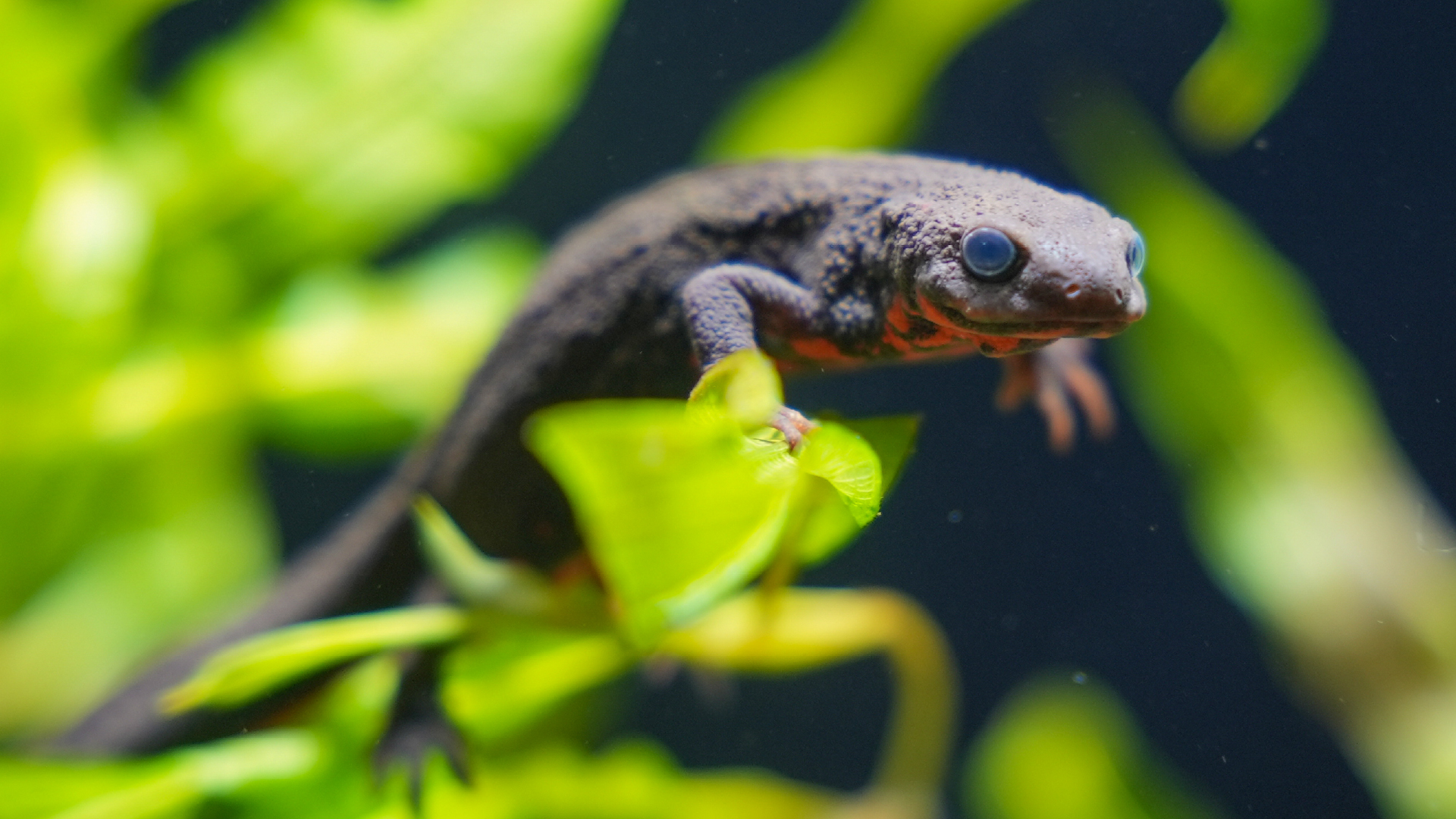 水辺の自然の生き物