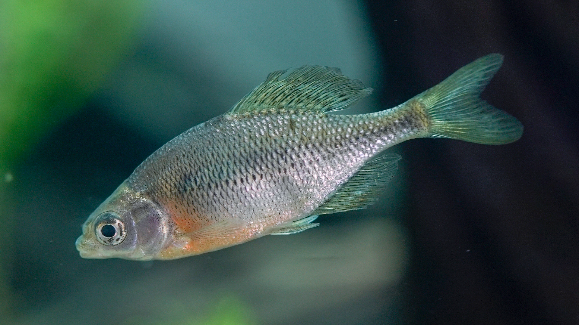 水辺の自然の生き物