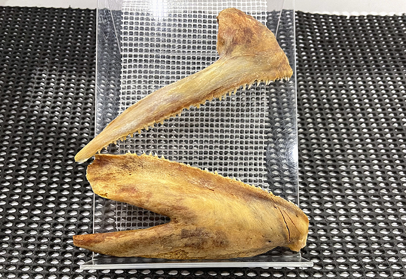 展示されているマグロの歯の標本