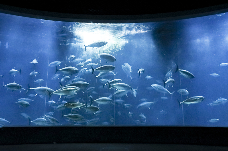 えさの時間を間近で観察！