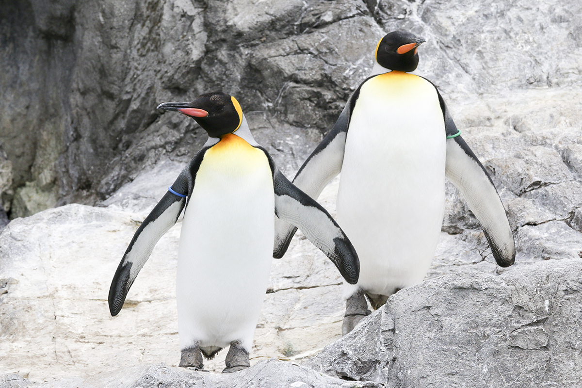 オウサマペンギン