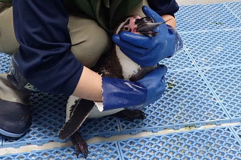 薬の入ったイワシを食べさせているようす