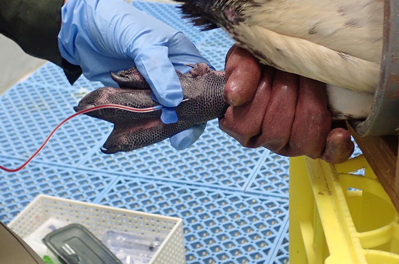 足から採血をしているようす