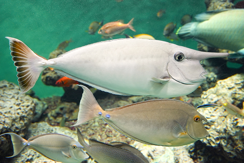 上：ヒメテングハギ、下：テングハギ