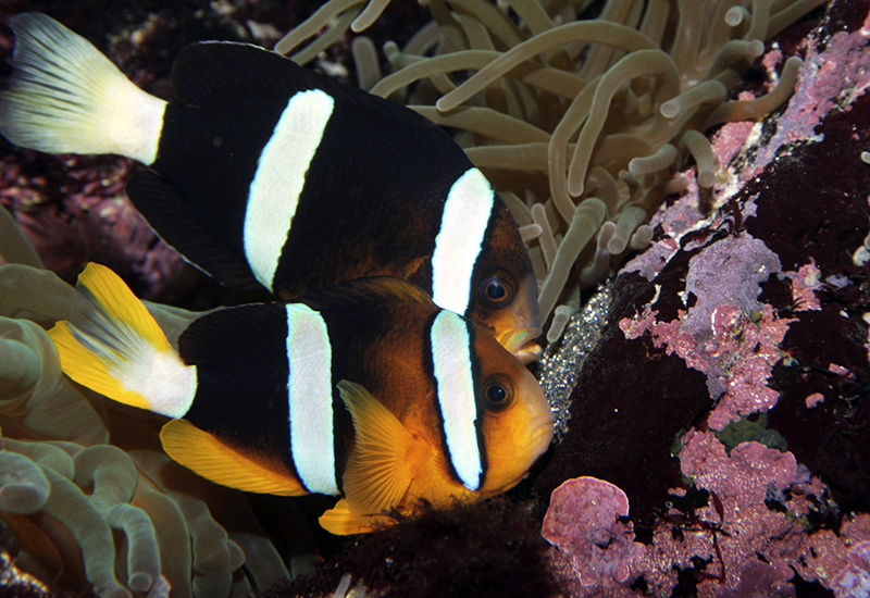 Una pareja de peces payaso nadando uno al lado del otro. Tienen el cuerpo negro y naranja con dos rayas verticales blancas.